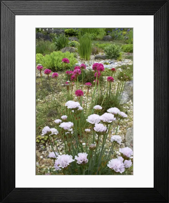 Framed Print : Cultivated Thrift in gravel garden, Essex, UK PL000235 Framed Print : Cultivated Thrift in gravel garden, Essex, UK PL000235