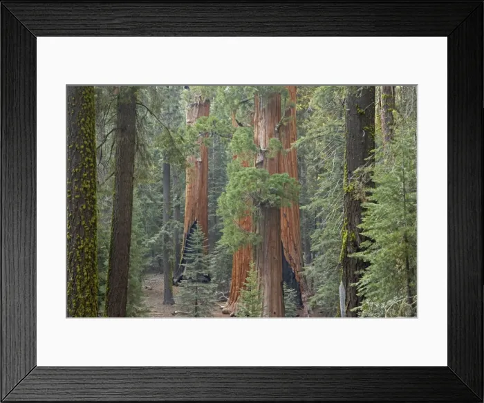 Framed Print : Giant Sequoia Sequoia NP, California, USA LA000627 Framed Print : Giant Sequoia Sequoia NP, California, USA LA000627