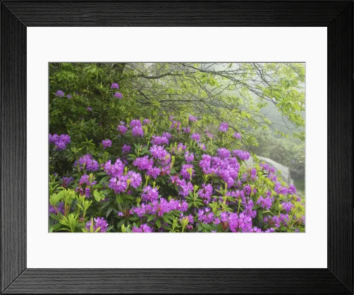 Framed Print : Naturalised Rhododendron Scrub Barrator Resevoir, Dartmoor National Park, Devon, UK LA000347 Framed Print : Naturalised Rhododendron Scrub Barrator Resevoir, Dartmoor National Park, Devon, UK LA000347