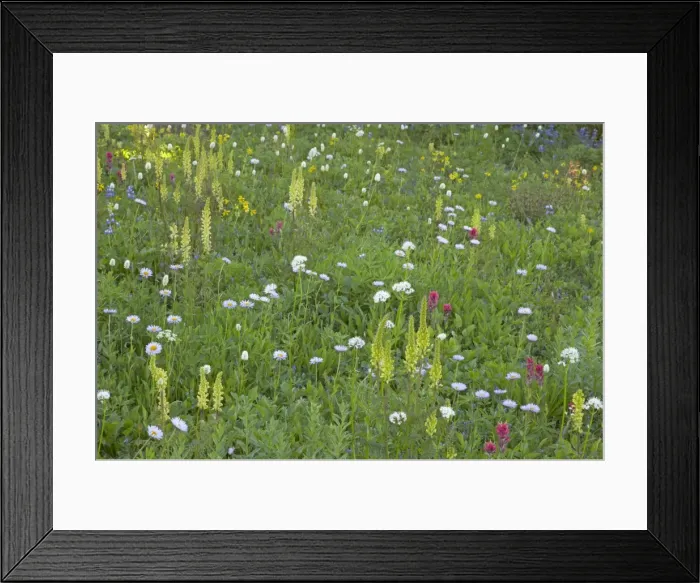 Framed Print : Bracted Lousewort in Subalpine Meadow, Paradise Mount Rainier National Park Washington State, USA PL000574 Framed Print : Bracted Lousewort in Subalpine Meadow, Paradise Mount Rainier National Park Washington State, USA PL000574