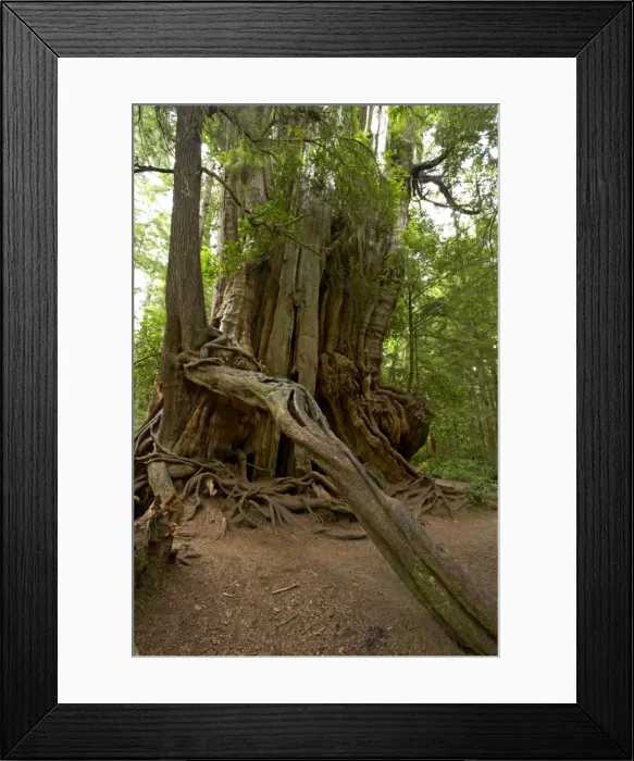Framed Print : Big Cedar Tree - Western Red Cedar Olympic National Park, Washington State, USA LA001693 Framed Print : Big Cedar Tree - Western Red Cedar Olympic National Park, Washington State, USA LA001693