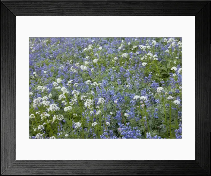 Framed Print : Broadleaf Lupine and Sitka Valerian (Valeriana sichensis) Mount Rainier National Park Washington State, USA PL000455 Framed Print : Broadleaf Lupine and Sitka Valerian (Valeriana sichensis) Mount Rainier National Park Washington State, USA PL000455
