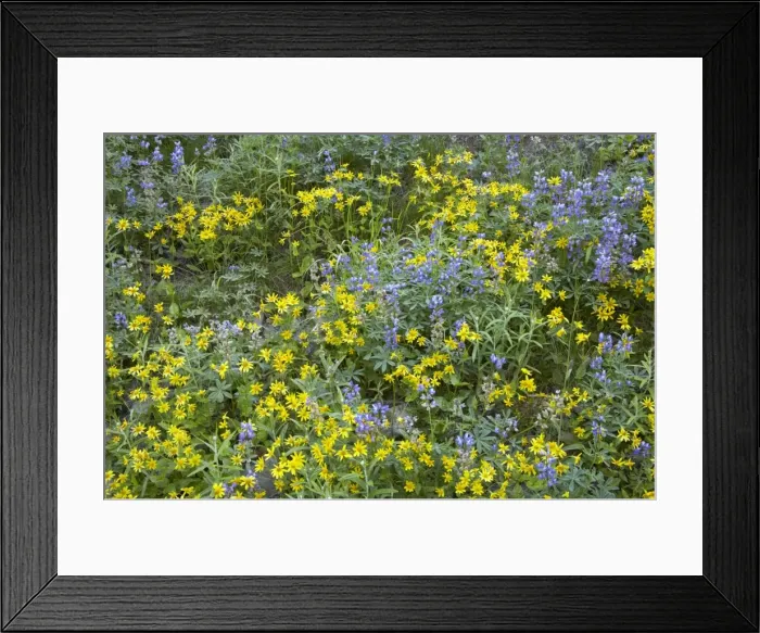 Framed Print : Broadleaf Lupine & Yellow Flowers, Mount Rainier NP Washington State, USA PL000427 Framed Print : Broadleaf Lupine & Yellow Flowers, Mount Rainier NP Washington State, USA PL000427