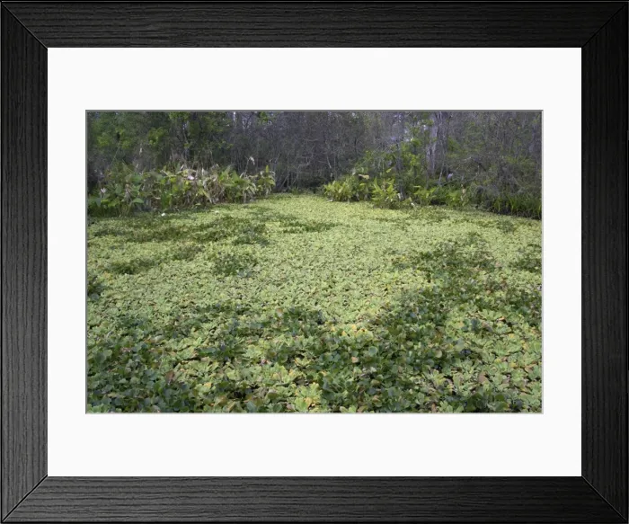 Framed Print : Lettuce lake, Corkscrew Swamp Sanctuary, Forida, USA LA000032 Framed Print : Lettuce lake, Corkscrew Swamp Sanctuary, Forida, USA LA000032