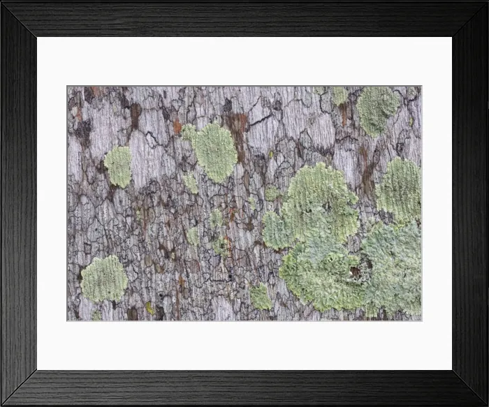 Framed Print : Lichens, Everglades National Park, florida, USA PL000009 Framed Print : Lichens, Everglades National Park, florida, USA PL000009