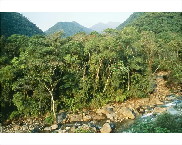 Peru Rio Alto Madre de Dios, Cloudforest, Manu region