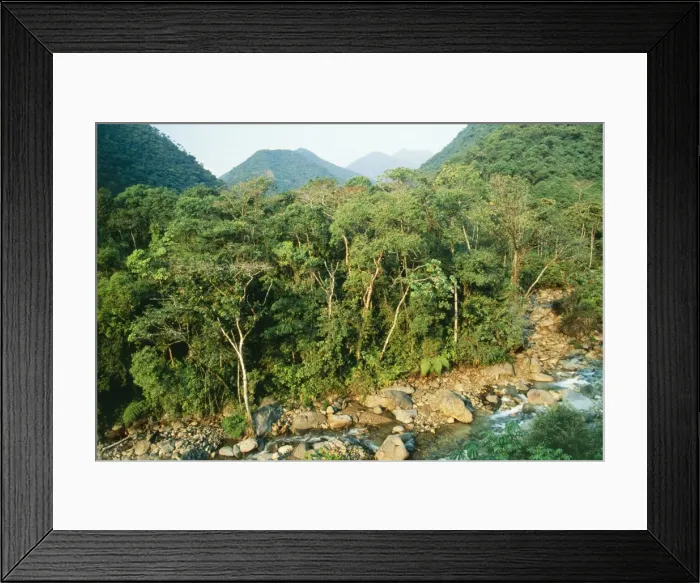 Framed Print : Peru Rio Alto Madre de Dios, Cloudforest, Manu region Framed Print : Peru Rio Alto Madre de Dios, Cloudforest, Manu region
