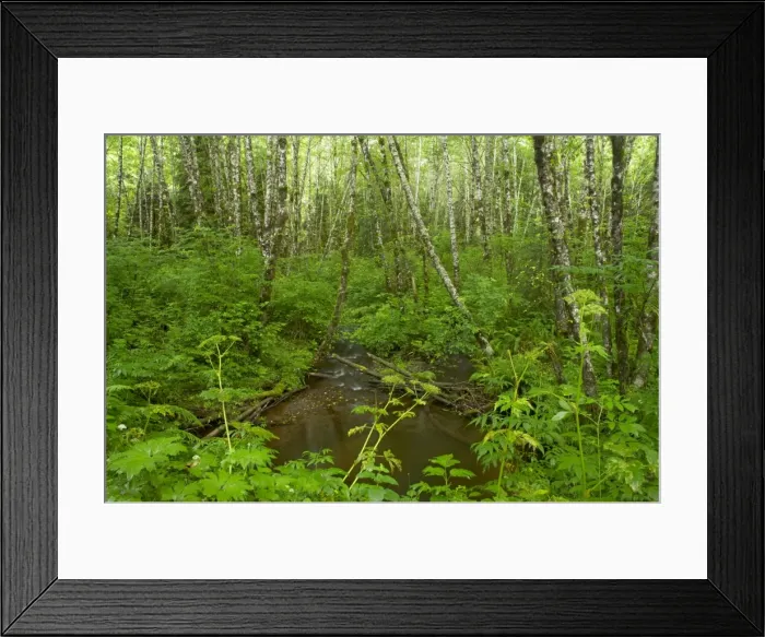 Framed Print : Forest Stream - bog Tillamook Area, Oregon, USA LA001049 Framed Print : Forest Stream - bog Tillamook Area, Oregon, USA LA001049
