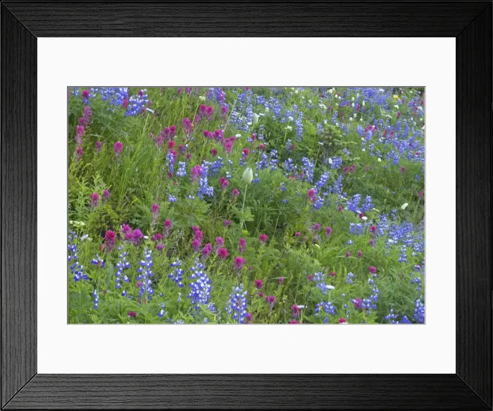 Framed Print : Magenta Paintbrush, amongst Broadleaf Lupin (Lupinus latifolius) Mount Rainier NP Washington State, USA PL000537