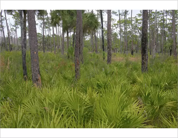 Saw Palmetto undersgrowth, Corkscrew Swamp Sanctuary, Florida, USA LA000021