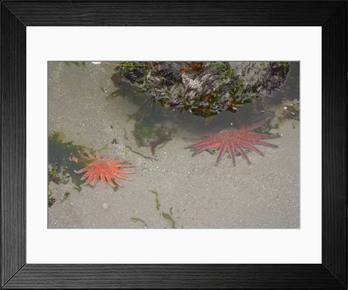 Framed Print : Sunflower Star - In sandy rockpool Third Beach, Olympic National Park, Washington State, USA IN000109 Framed Print : Sunflower Star - In sandy rockpool Third Beach, Olympic National Park, Washington State, USA IN000109