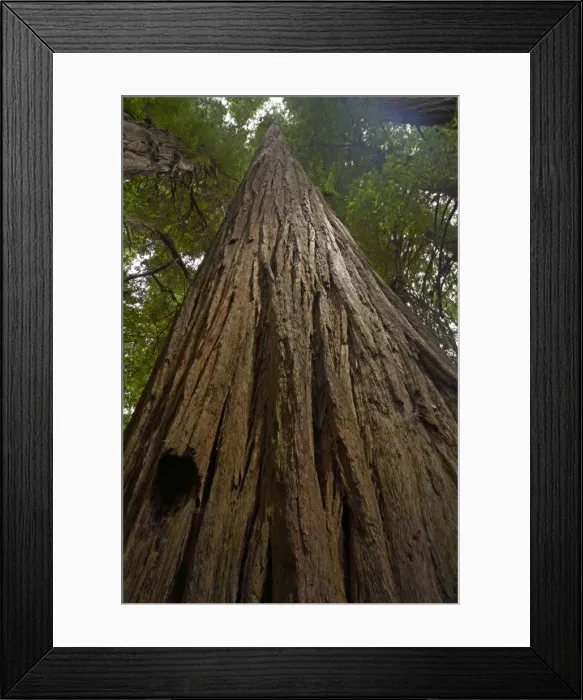 Framed Print : Coastal Redwood forest - Stout Grove Redwood National Park California, USA LA000793 Framed Print : Coastal Redwood forest - Stout Grove Redwood National Park California, USA LA000793