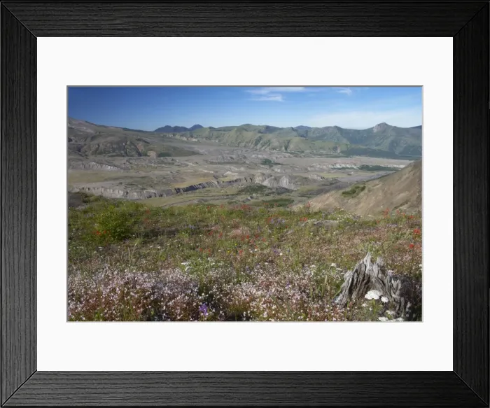 Framed Print : Blast area of 1980 eruption and the regrowth of wildflowers Mount St Helens National Monument Washington State, USA LA001212 Framed Print : Blast area of 1980 eruption and the regrowth of wildflowers Mount St Helens National Monument Washington State, USA LA001212