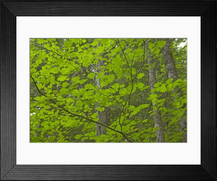 Framed Print : Maple Trees growing as understory in Pine Forest Gifford Pinchet Forest Washington State, USA LA001094 Framed Print : Maple Trees growing as understory in Pine Forest Gifford Pinchet Forest Washington State, USA LA001094