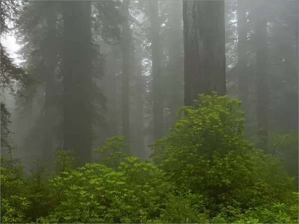 Coastal Redwood forest in fog Redwood National Park California, USA LA000741