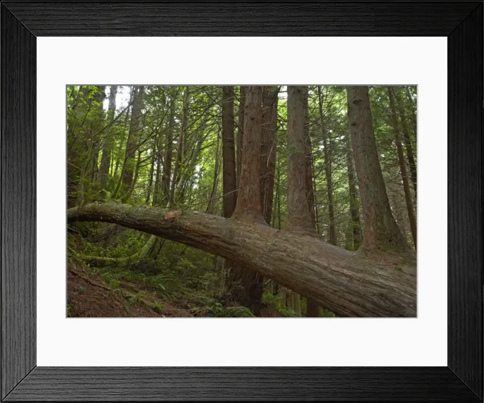 Framed Print : Upright growths from fallen tree Redwood National Park LA000840 Framed Print : Upright growths from fallen tree Redwood National Park LA000840