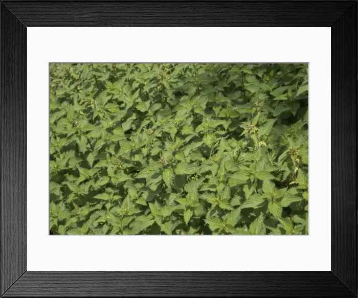 Framed Print : Stinging Nettle Patch Exmoor National Park, Somerset, UK LA000250 Framed Print : Stinging Nettle Patch Exmoor National Park, Somerset, UK LA000250