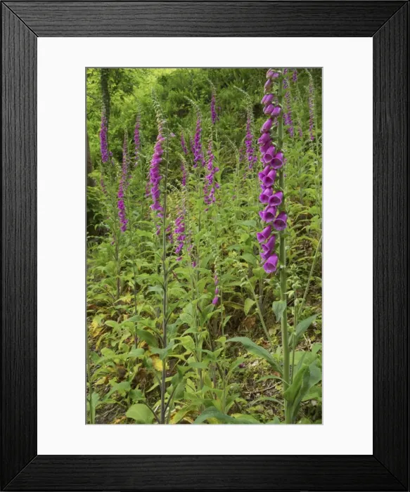 Framed Print : Foxgloves on bank Torrington, Devon, UK LA000254 Framed Print : Foxgloves on bank Torrington, Devon, UK LA000254
