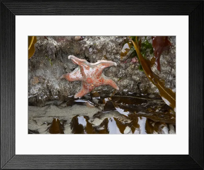 Framed Print : Leather Star - Third Beach Olympic National Park, Washington State, USA IN000113 Framed Print : Leather Star - Third Beach Olympic National Park, Washington State, USA IN000113