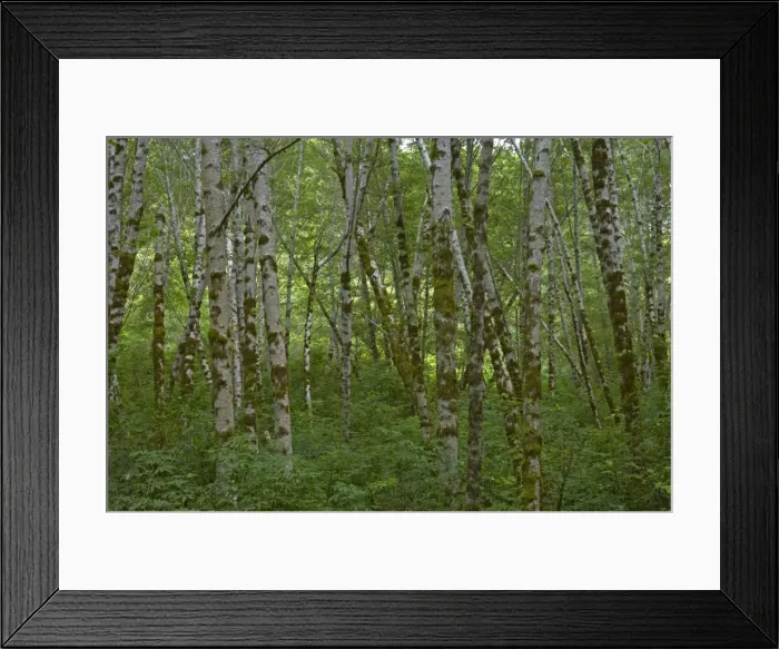 Framed Print : Birch Trees Redwood National Park California, USA LA000796 Framed Print : Birch Trees Redwood National Park California, USA LA000796