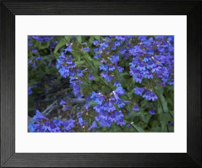 Framed Print : Cascade Penstemon Mount Rainier NP, Washington State, USA PL000343 Framed Print : Cascade Penstemon Mount Rainier NP, Washington State, USA PL000343