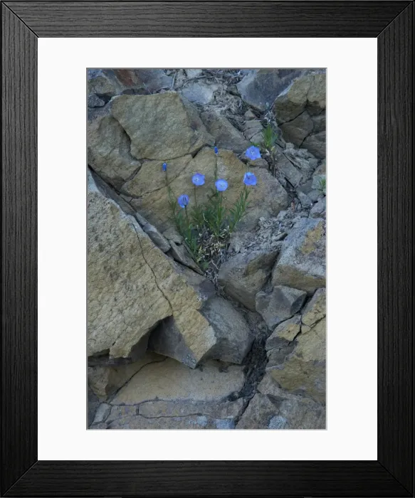 Framed Print : Bluebells of Scotland Hurricane Ridge, Olympic National Park, Washington State, USA PL000408 Framed Print : Bluebells of Scotland Hurricane Ridge, Olympic National Park, Washington State, USA PL000408
