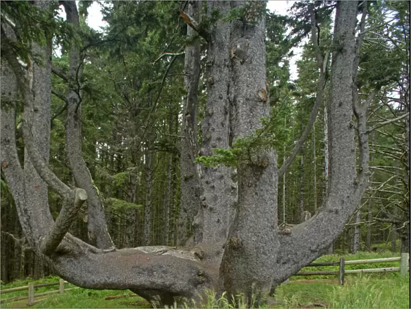 Sitka Spruce  /  Octopus Tree. Cape Mears, Oregon Coast, USA LA001005