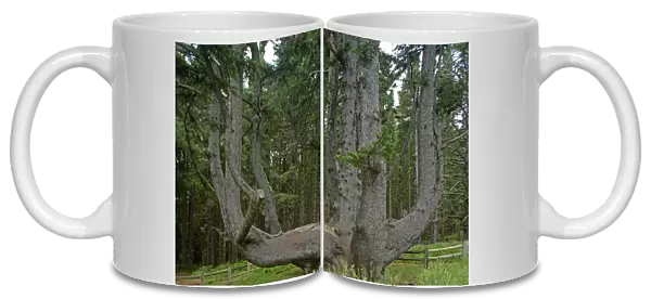 Sitka Spruce  /  Octopus Tree. Cape Mears, Oregon Coast, USA LA001005