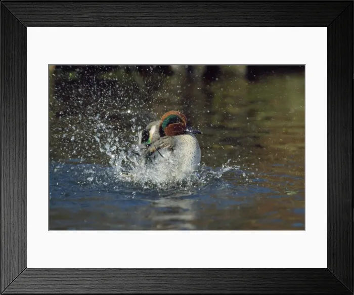Framed Print : Teal Duck - washing - Norfolk UK Framed Print : Teal Duck - washing - Norfolk UK