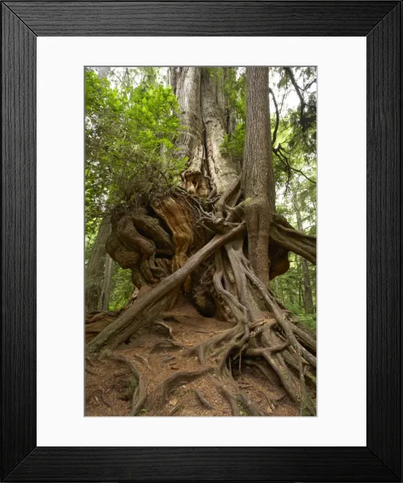 Framed Print : Big Cedar Tree - Western Red Cedar Olympic National Park, Washington State, USA LA001700 Framed Print : Big Cedar Tree - Western Red Cedar Olympic National Park, Washington State, USA LA001700
