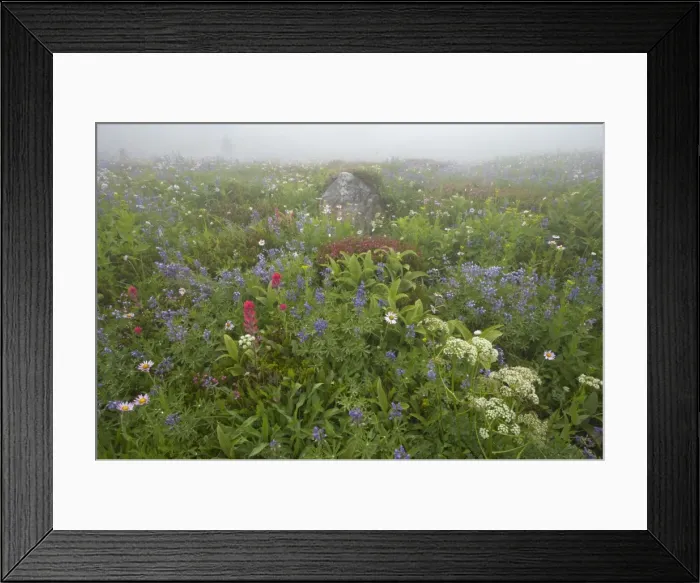 Framed Print : Subalpine Meadow in early morning mist. Paradise Mount Rainier National Park Washington State, USA PL000516 Framed Print : Subalpine Meadow in early morning mist. Paradise Mount Rainier National Park Washington State, USA PL000516