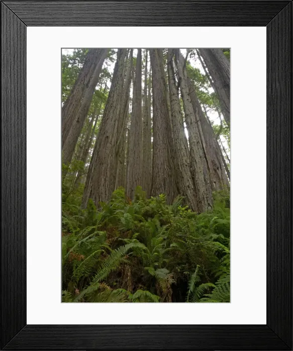 Framed Print : Shoots from old stump of logged Coastal Redwood Redwood National Park California, USA LA000844 Framed Print : Shoots from old stump of logged Coastal Redwood Redwood National Park California, USA LA000844