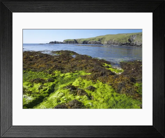 Framed Print : Funzie Bay - seaweed at low tide Fetlar, Shetland, UK LA003152 Framed Print : Funzie Bay - seaweed at low tide Fetlar, Shetland, UK LA003152