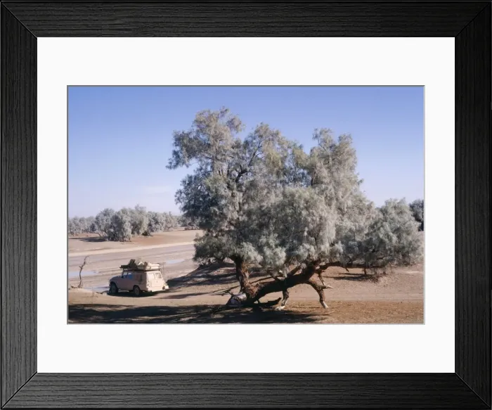 Framed Print : Tamarisk Tree - in dry riverbed. Southern Desert, Iran Framed Print : Tamarisk Tree - in dry riverbed. Southern Desert, Iran