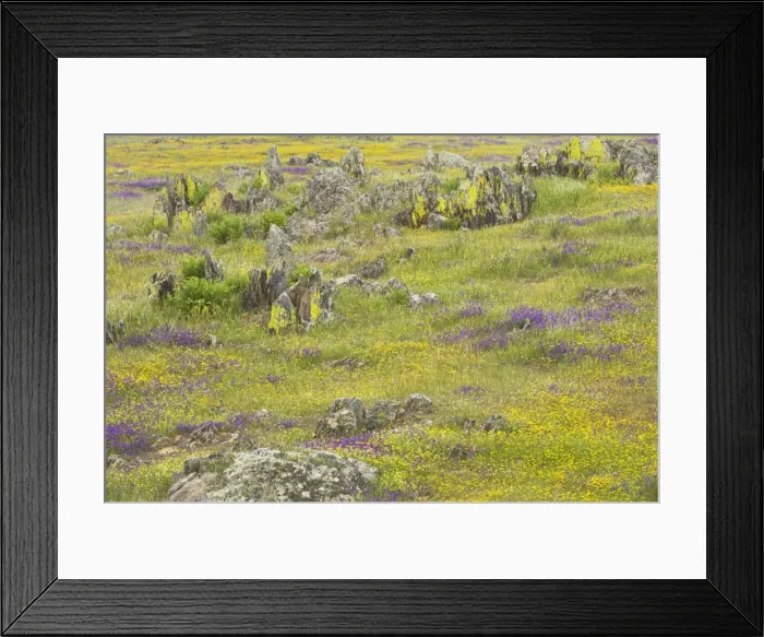 Framed Print : Spring Flowers after Winter Rains Extramadura, Spain PL001263 Framed Print : Spring Flowers after Winter Rains Extramadura, Spain PL001263