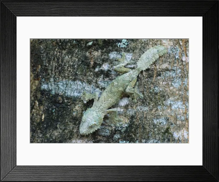 Framed Print : Leaf-tailed Gecko Madagascar Framed Print : Leaf-tailed Gecko Madagascar