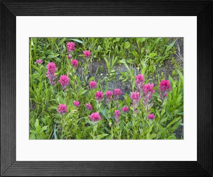 Framed Print : Magenta Painbrush Mount Rainier NP, Washington State, USA PL000373 Framed Print : Magenta Painbrush Mount Rainier NP, Washington State, USA PL000373