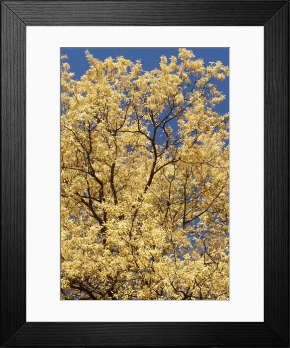 Framed Print : Knobthorn Acacia In blossom Framed Print : Knobthorn Acacia In blossom