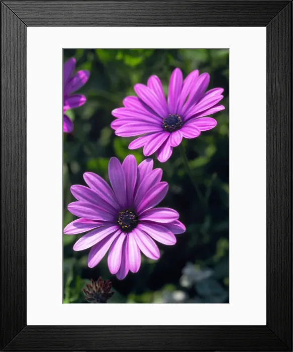 Framed Print : Starlight Osteospermum DAD 1055 Killerton, Devon Osteospermum ‘Denebola © David Dixon / ARDEA LONDON Framed Print : Starlight Osteospermum DAD 1055 Killerton, Devon Osteospermum ‘Denebola © David Dixon / ARDEA LONDON
