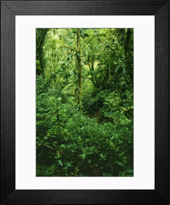 Framed Print : Rainforest DAD 1161 Cloud forest where cloud bathes the vegetation on most days, leaving it dark, cool and moist. Monterverde National Park, Costa Rica. © David Dixon / ARDEA LONDON Framed Print : Rainforest DAD 1161 Cloud forest where cloud bathes the vegetation on most days, leaving it dark, cool and moist. Monterverde National Park, Costa Rica. © David Dixon / ARDEA LONDON
