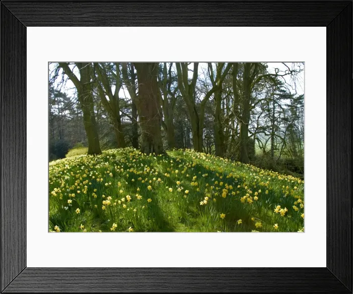 Framed Print : Spring - Daffodils on hillside in UK. Oxfordshire Framed Print : Spring - Daffodils on hillside in UK. Oxfordshire