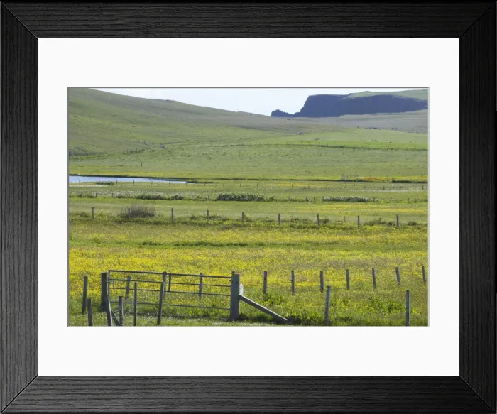Framed Print : Flower meadows and Fences, with Sea Cliffs in Background Shetland Mainland, UK LA003196 Framed Print : Flower meadows and Fences, with Sea Cliffs in Background Shetland Mainland, UK LA003196