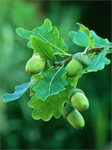 Acorns English Oak