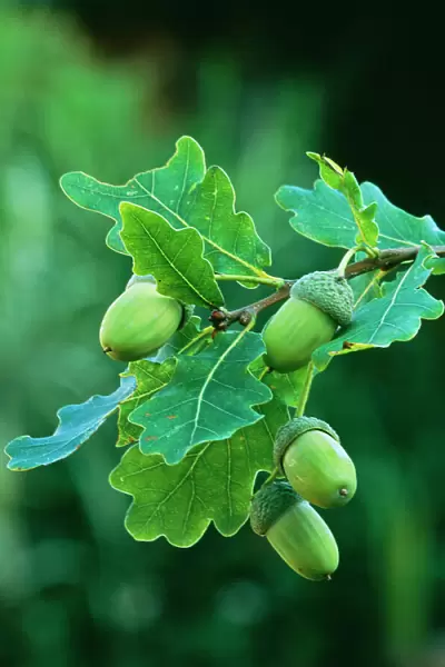 Acorns English Oak