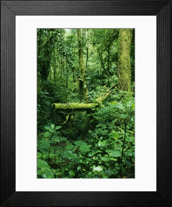 Framed Print : Rainforest DAD 1164 Mixed lush vegetation at Monteverde rain forest reserve, Costa Rica. © David Dixon / ARDEA LONDON Framed Print : Rainforest DAD 1164 Mixed lush vegetation at Monteverde rain forest reserve, Costa Rica. © David Dixon / ARDEA LONDON