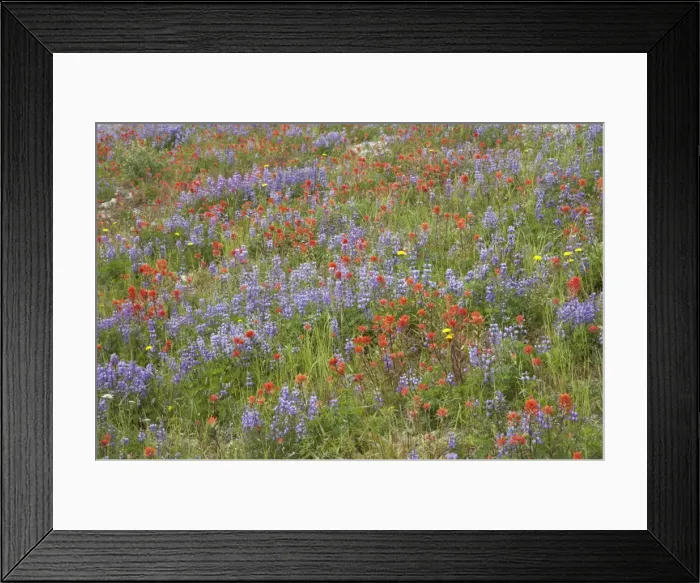 Framed Print : Broadleaf Lupine (Lupinus latifolius) & Scarlet Paintbrush (Castilleja miniata) Mount St Helens National Monument, Washington State, USA PL000292 Framed Print : Broadleaf Lupine (Lupinus latifolius) & Scarlet Paintbrush (Castilleja miniata) Mount St Helens National Monument, Washington State, USA PL000292