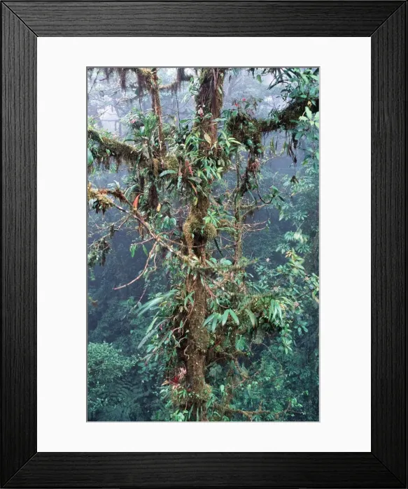 Framed Print : Bromeliads DAD 1225 Cloud Forest - Costa Rica © David Dixon ARDEA LONDON Framed Print : Bromeliads DAD 1225 Cloud Forest - Costa Rica © David Dixon ARDEA LONDON