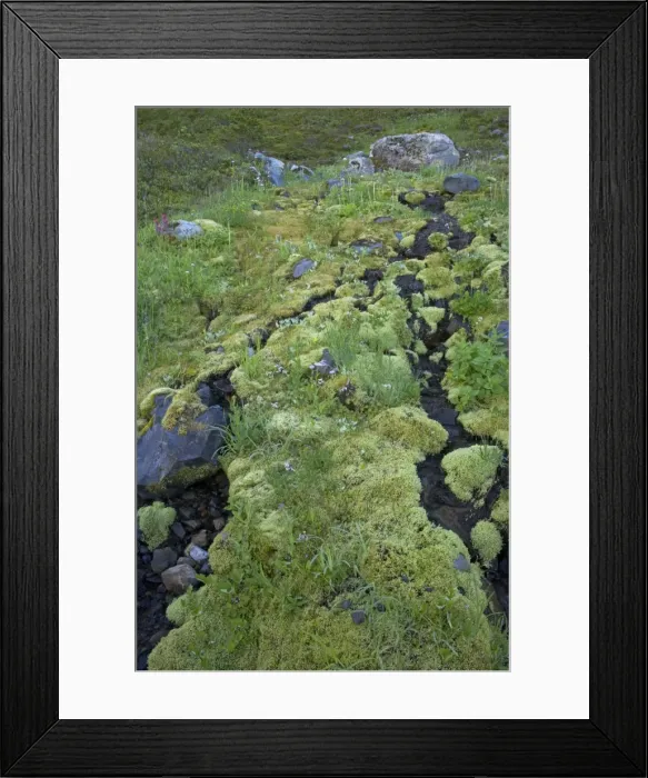 Framed Print : Streamlets running through moss covered shaded North side of Mountain Slope Paradise, Mount Rainier National Park, Washington State, USA PL000526 Framed Print : Streamlets running through moss covered shaded North side of Mountain Slope Paradise, Mount Rainier National Park, Washington State, USA PL000526