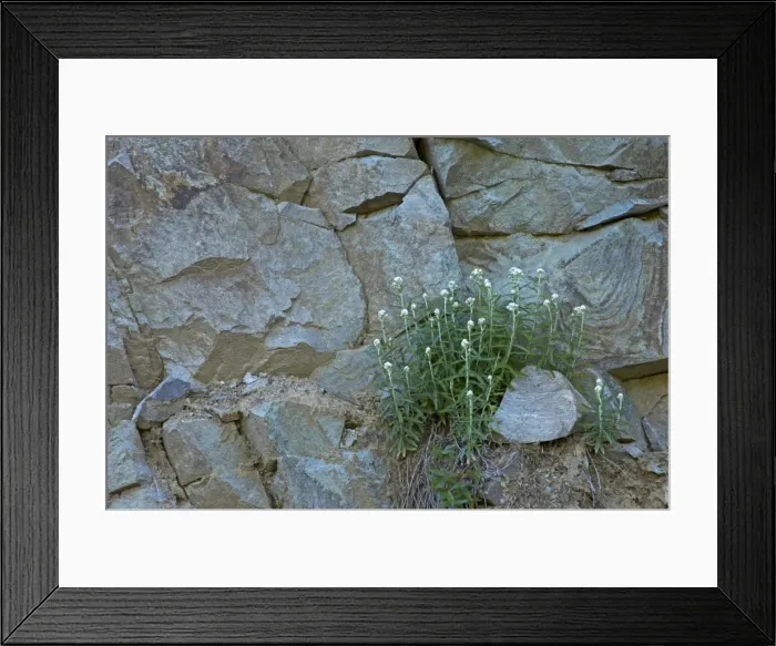 Framed Print : Pearly Everlasting growing on rock face Mount Rainier NP, Washington State, USA PL000413 Framed Print : Pearly Everlasting growing on rock face Mount Rainier NP, Washington State, USA PL000413