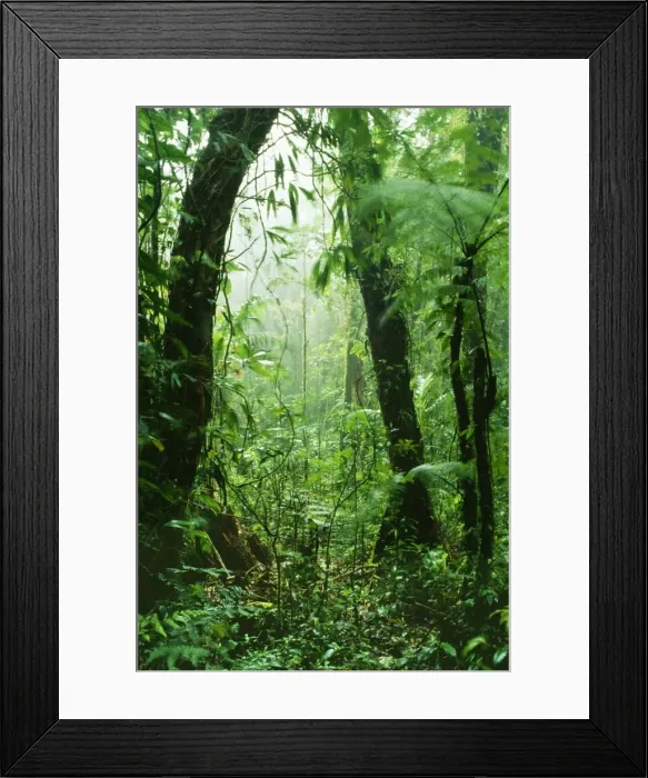 Framed Print : Rainforest DAD 1156 Continuous dampening the rich vegetation by engulfing cloud, Monteverde Cloud Forest Reserve, Costa Rica. © David Dixon / ARDEA LONDON Framed Print : Rainforest DAD 1156 Continuous dampening the rich vegetation by engulfing cloud, Monteverde Cloud Forest Reserve, Costa Rica. © David Dixon / ARDEA LONDON